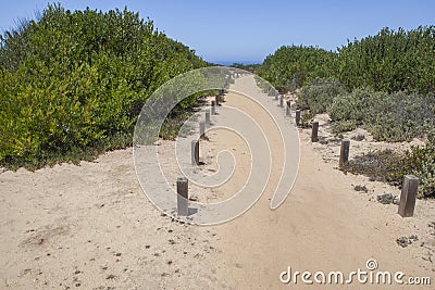 Sandy track with gum rockrose both side Stock Photo