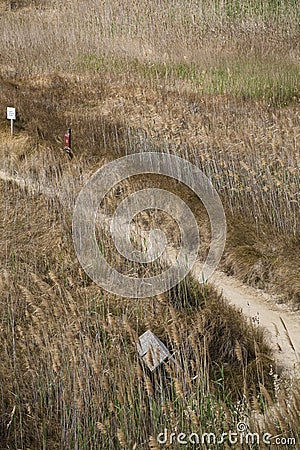 Sandy walkway path on a summer brown coastal forest Stock Photo