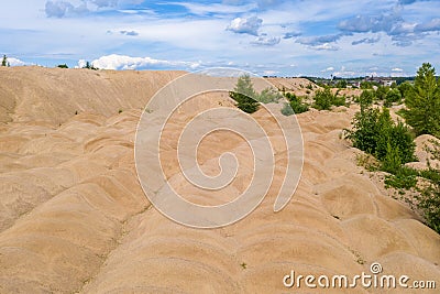 Sandy yellow dunes overgrown with trees and bushes on a summer day Stock Photo