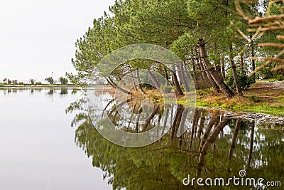 Sanguinet wild beach wood pine in Lake Biscarrosse landes France Stock Photo