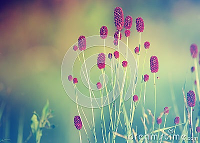 Sanguisorba officinalis. great burnet. Chinese Herbal Materia Medica by Dan Bensky Di Yu. the root is used to stop bloody dysenter Stock Photo