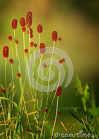 Sanguisorba officinalis. great burnet. Chinese Herbal Materia Medica by Dan Bensky Di Yu. the root is used to stop bloody dysenter Stock Photo