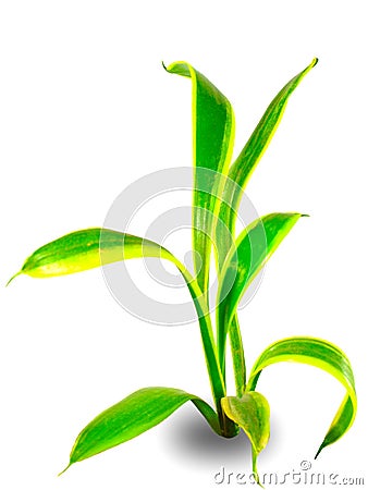 Sansevera young sprout Stock Photo