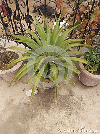 Sanseveria plants with green leaf Stock Photo