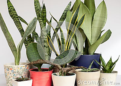 Sanseviera snake plants collection planted in a beautiful pots Stock Photo
