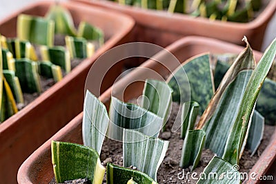 Sanseviera white snake plant bantels sensation propagation in pots Stock Photo