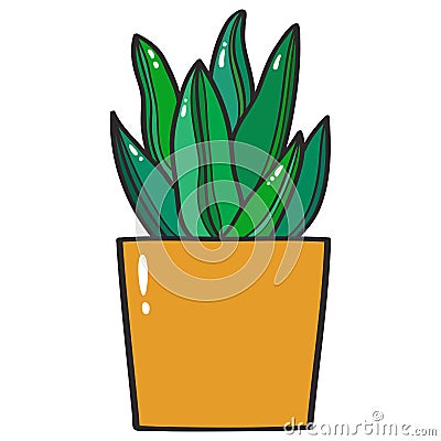 Sansevieria. Flowering house plant Vector Illustration