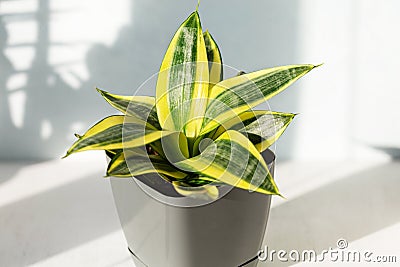 Sansevieria Golden Hahnii, Snake Plant in grey plastic pot on wooden table on light background in sunlight. Succulent, house plant Stock Photo