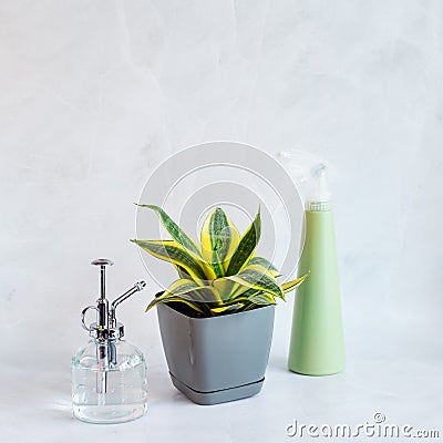Sansevieria Golden Hahnii, Snake Plant in plastic pot on marble table, next to glass watering bottle and plastic spray. Succulent Stock Photo