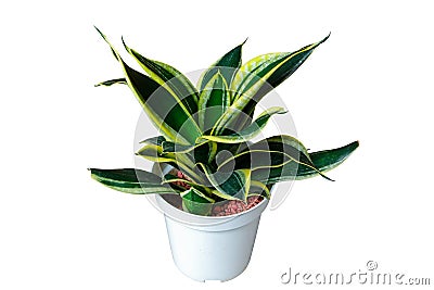 Sansevieria Golden Hahnii (Sansevieria trifasciata) houseplant isolated on white background with clipping path Stock Photo