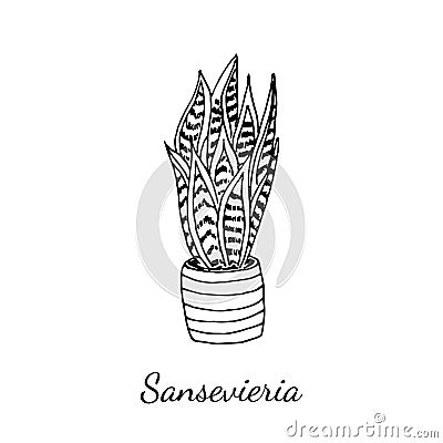 Sansevieria home plant in pot isolated on white background. Vector sketch illustration in realistic style. Accessory for house Vector Illustration