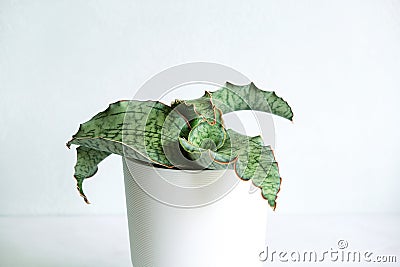 Sansevieria kirkii Silver Blue, Snake Plant in plastic pot on light background. Succulent. Beautiful houseplant with thick leaves Stock Photo