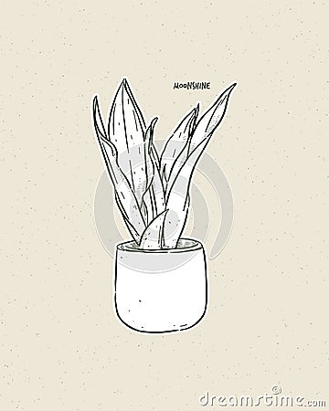 Sansevieria moonshine plant, hand draw sketch vector Vector Illustration