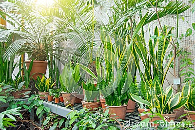 Sansevieria and other plants in the greenhouse on the shelves Stock Photo