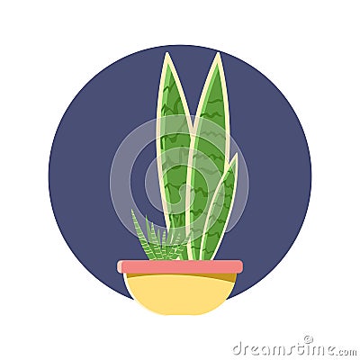 Sansevieria plant pot garden, modern natural home miniature green corner decoration. Vector Illustration