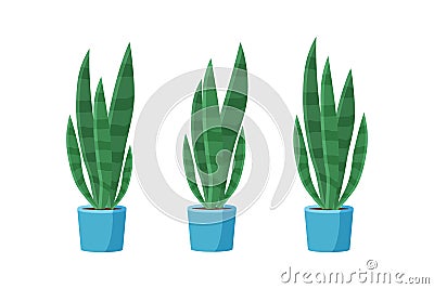 Sansevieria plant in the pot. Green houseplant Vector Illustration