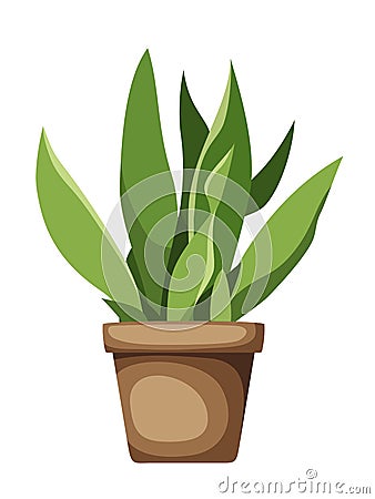 Sansevieria plant snake plant. Houseplant in a pot. Vector illustration Vector Illustration