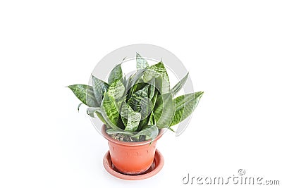 Sansevieria trifasciata Hahnii - houseplant in a brown pot on a white background Stock Photo
