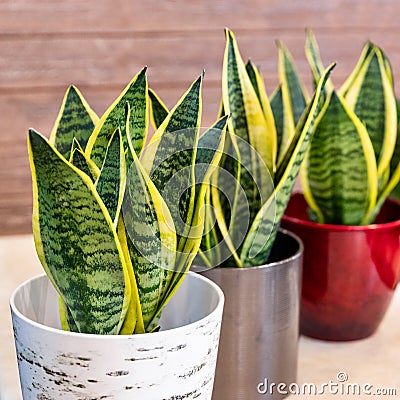 Sansevieria trifasciata Laurentii - Variegated Snake Plant Stock Photo