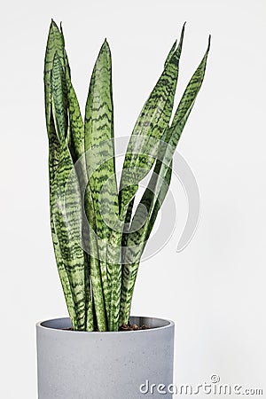 Sansevieria trifasciata Snake Plant in gray pot with white background Stock Photo