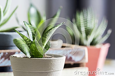 Sansevieria trifasciata or Snake plant in pot Stock Photo