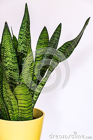 Sansevieria zeylanica in yellow pot. Stock Photo