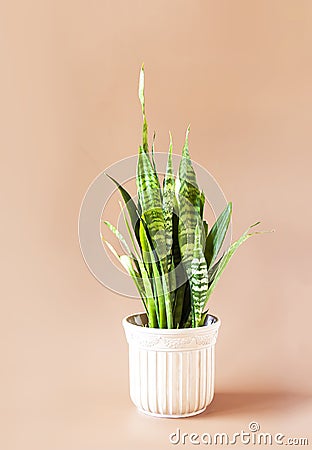 Sansevieriya houseplant in a floral ceramic pot Stock Photo