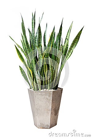 Sansevieriya houseplant, Snake plant, Lignmagkr in a pot large white isolated on white background Stock Photo