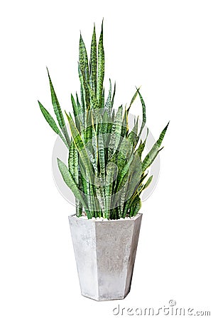 Sansevieriya houseplant, Snake plant, Lignmagkr in a pot large white isolated on white background Stock Photo