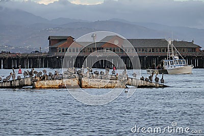 Santa Barbara Stearns Wharf Perched Pelicans Editorial Stock Photo