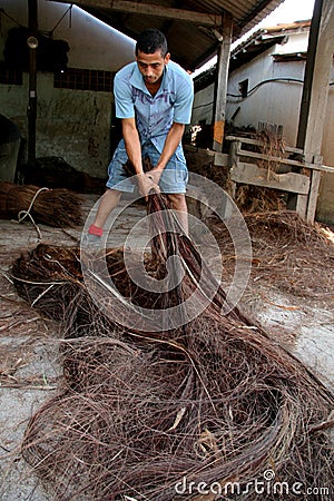 Piacava fiber processing Editorial Stock Photo