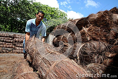 Piacava fiber processing Editorial Stock Photo