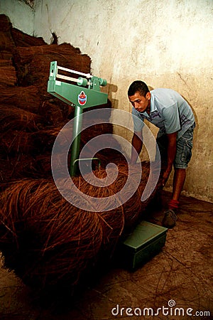 Piacava fiber processing Editorial Stock Photo
