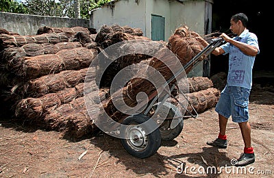 Piacava fiber processing Editorial Stock Photo