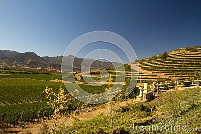 Santa Cruz vineyard, Chile Stock Photo