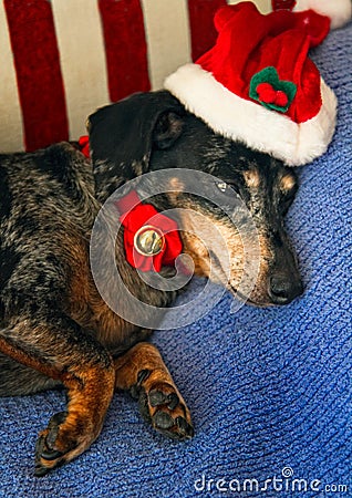 Santa Dachshund Stock Photo