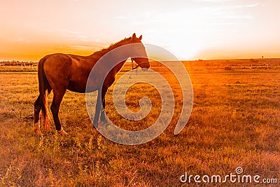 Santa Maria de Fe, Misiones, Paraguay - Lone Horse at Sunset Hour on a Field Stock Photo