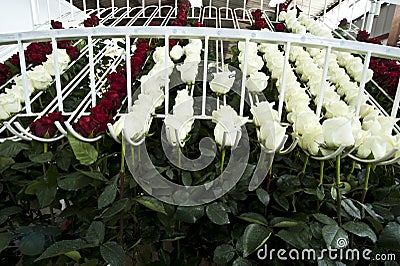 Roses on a cutting plantation during the harvest period are sorted by size Stock Photo