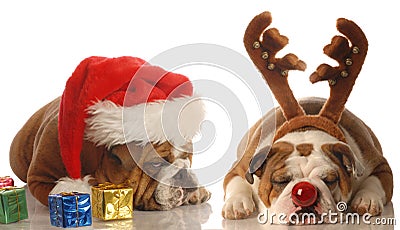 Santa and rudolph dogs Stock Photo