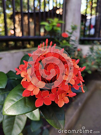 Santan Flower Stock Photo