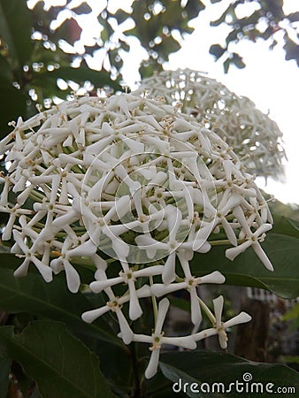 Santan Flower Stock Photo