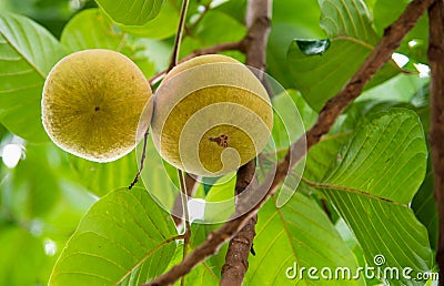 Santol fruits on tree in the garden Stock Photo