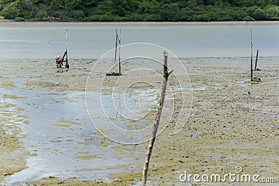 Shellfish gatherers in search of curstaceans for financial support and food for their family. Sao Francisco do Conde, Bahia, Editorial Stock Photo