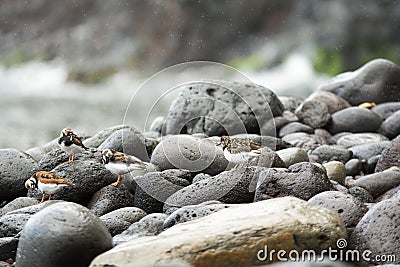 Sao miguel, Azores, Portugal Stock Photo