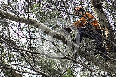 Municipality workers take the pruning of tree removal in Sao Paulo Editorial Stock Photo