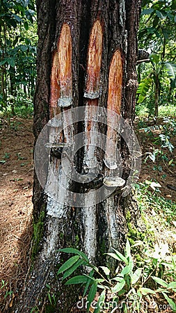 Tapping pine sap in the forest in three containers Stock Photo