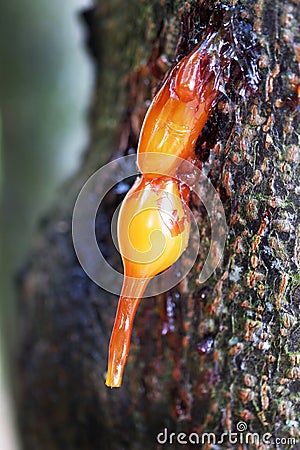 Sap running from tree trunk. Stock Photo