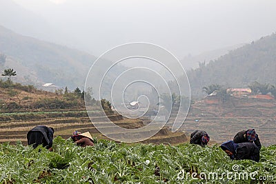 Sapa, Vietnam - January 16th 2014: Members of a Hmong hill tribe working in a crop plantation Editorial Stock Photo