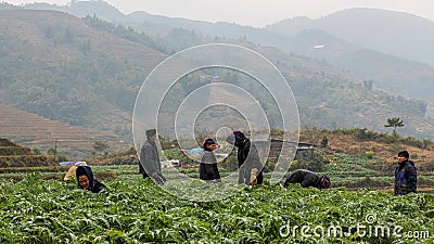 Sapa, Vietnam - January 16th 2014: Members of a Hmong hill tribe working in a crop plantation Editorial Stock Photo