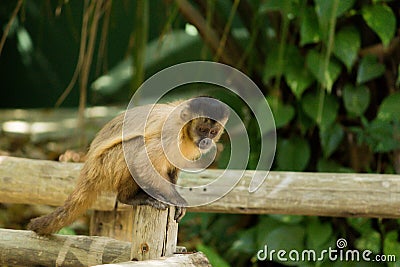 monkey nail sitting on wood Stock Photo